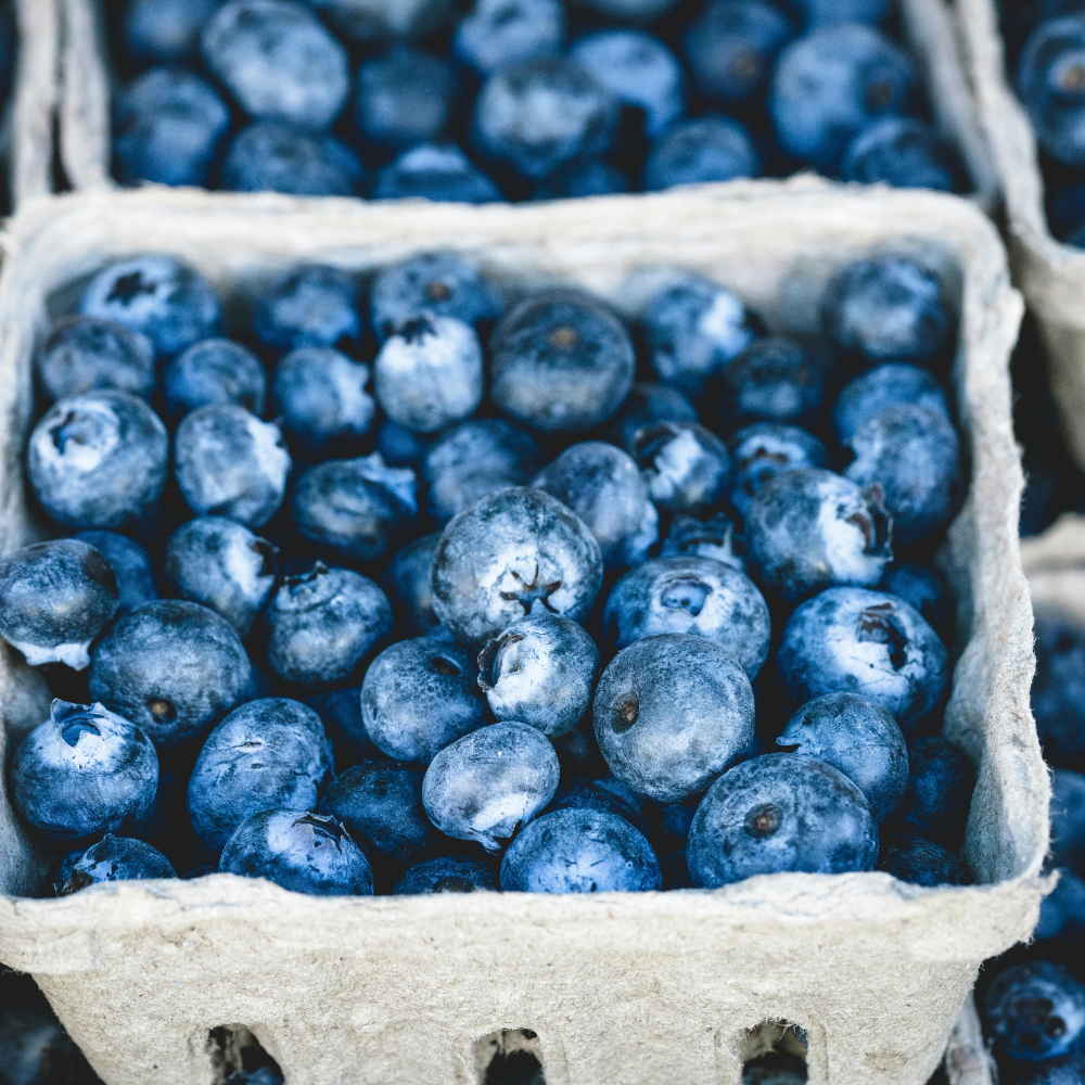 Les Bleuets Sauvages: L’Art de la Récolte et de la Conservation