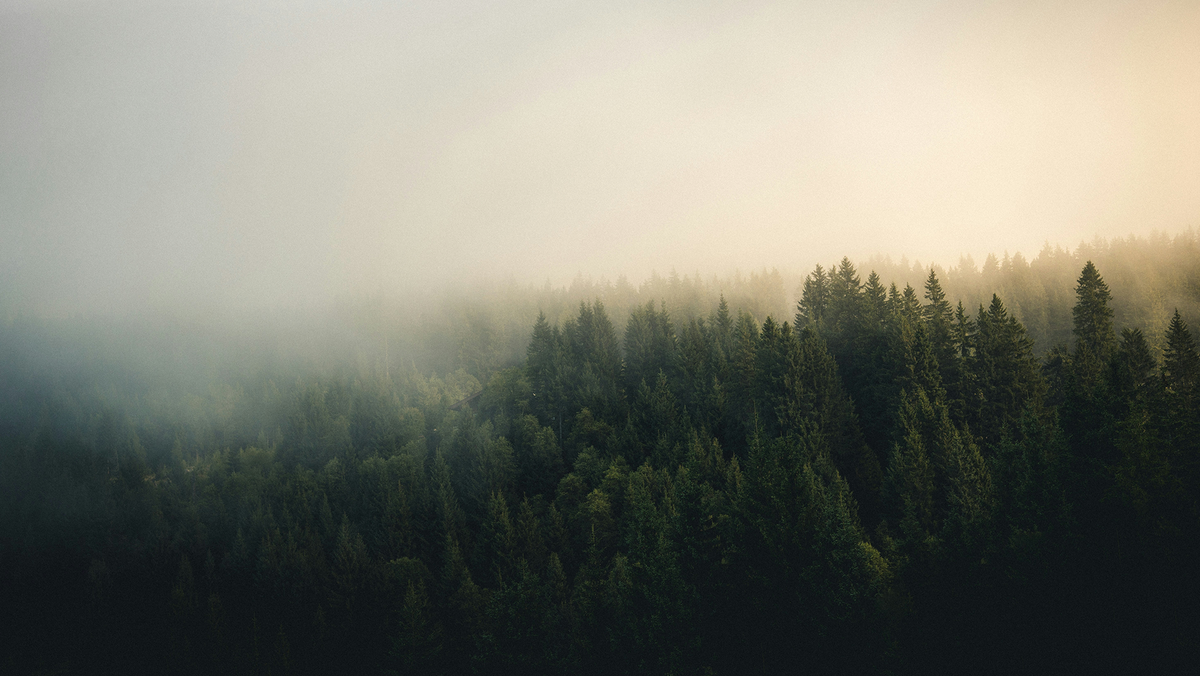 Forêt boréale dans la brume au lever du jour