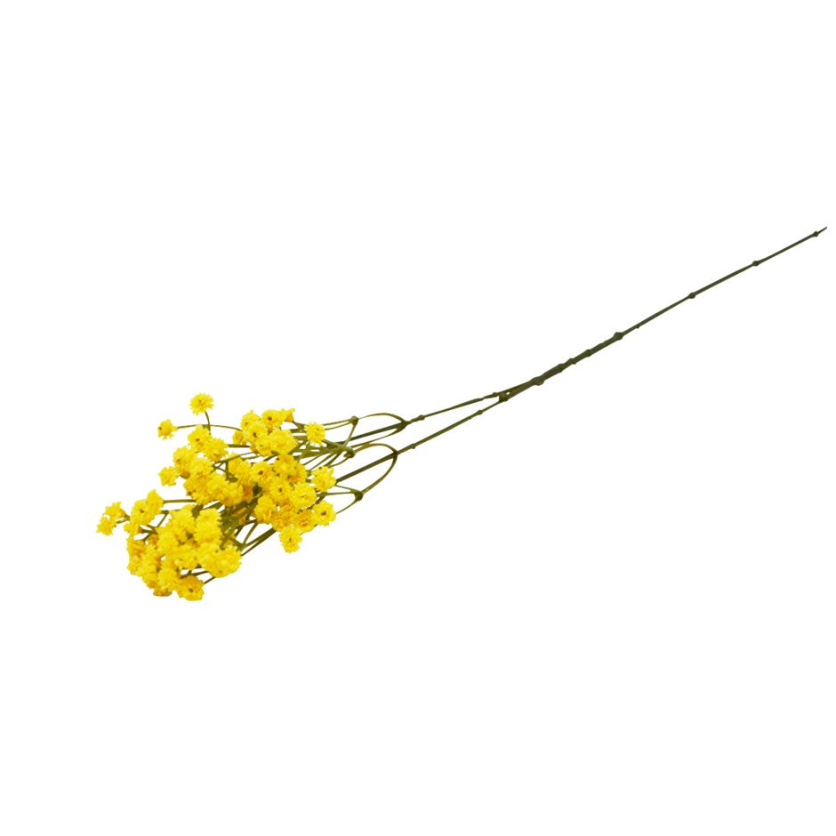 Allium décoratif jaune