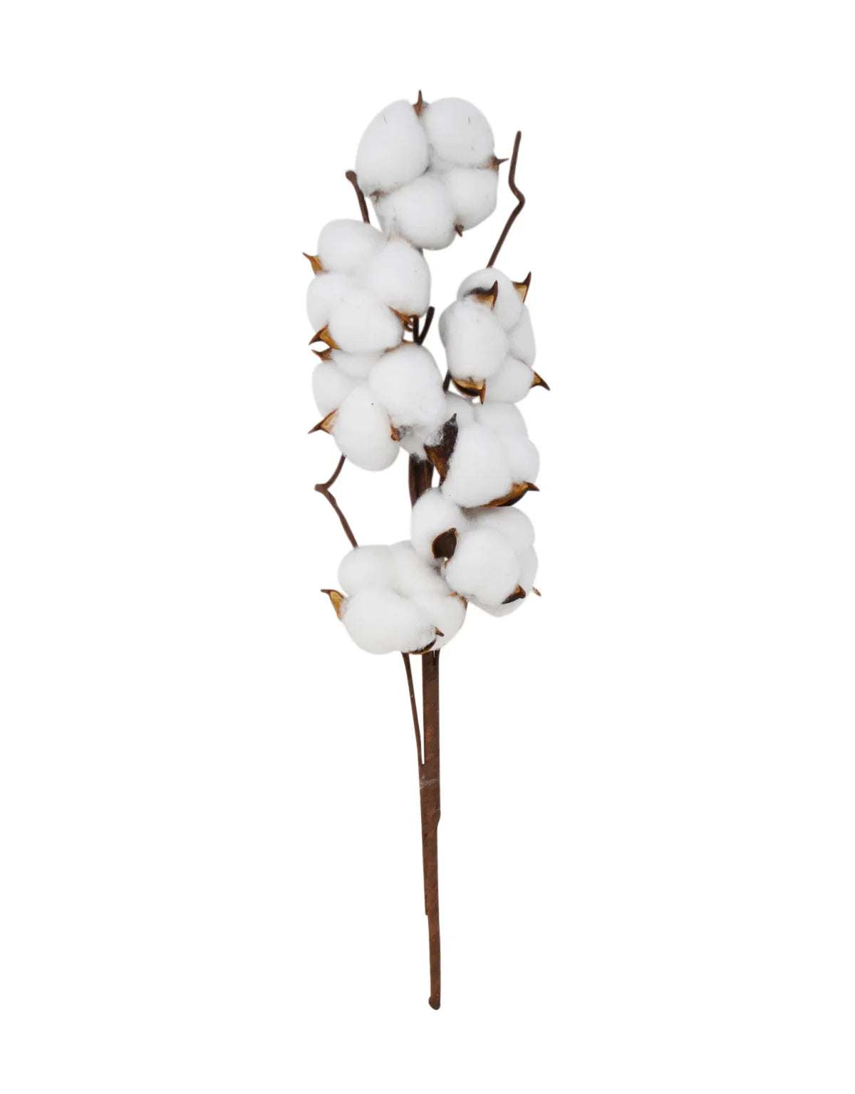 Branche décorative de fleurs de coton