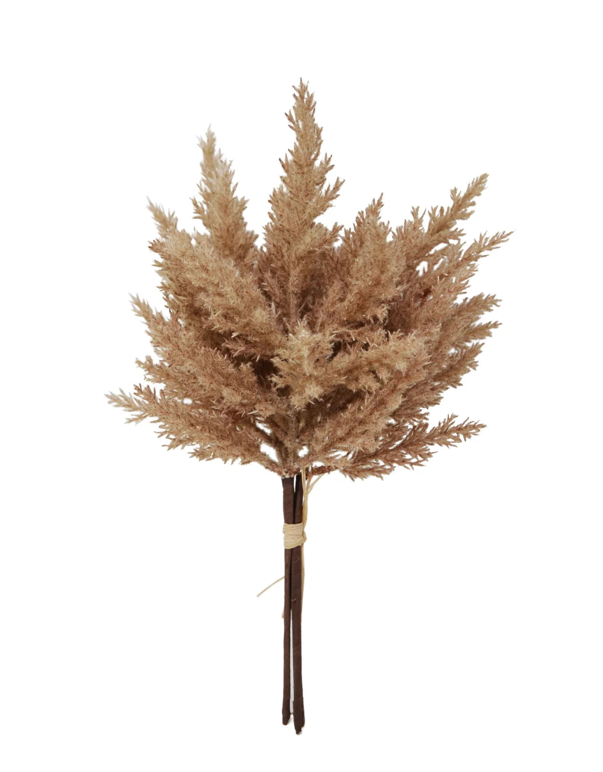 Branche décorative de pampas