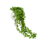 Plante décorative Chaîne de perles