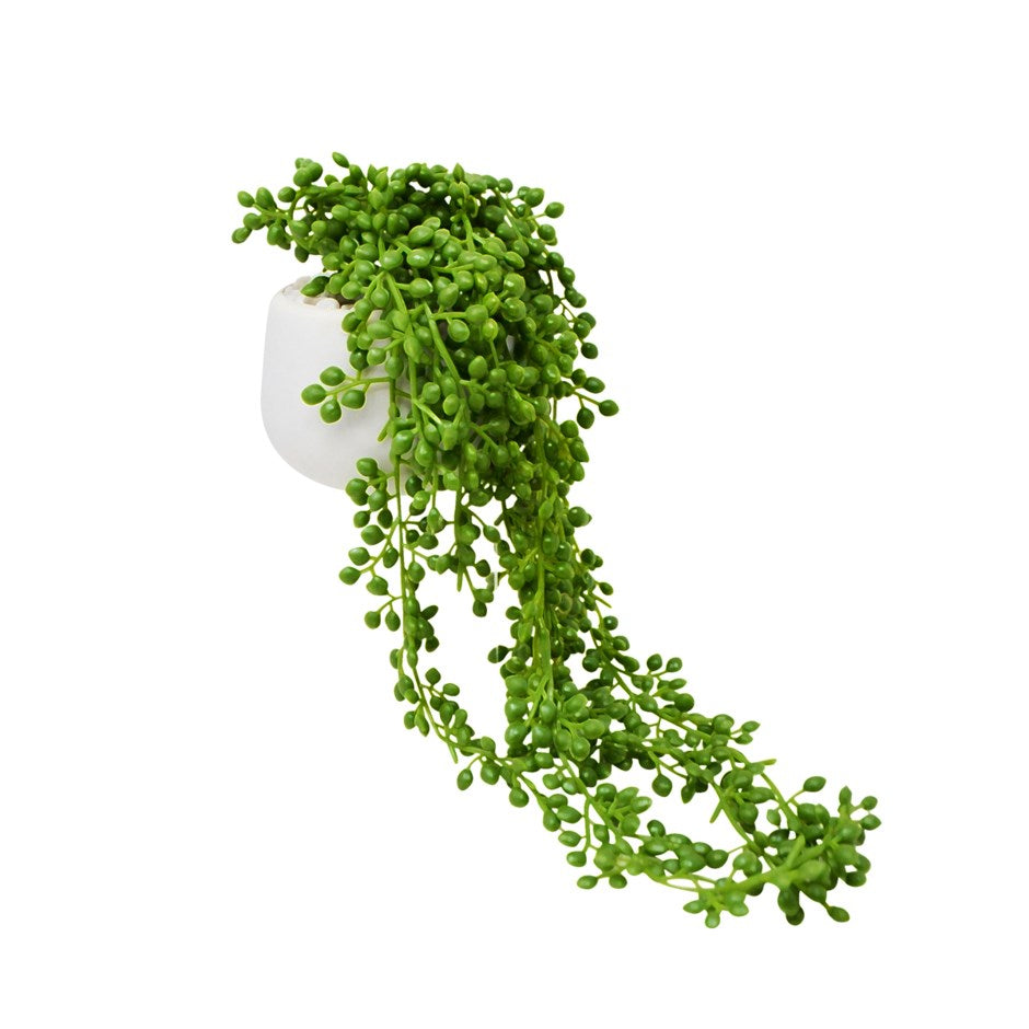 Plante décorative Chaîne de perles