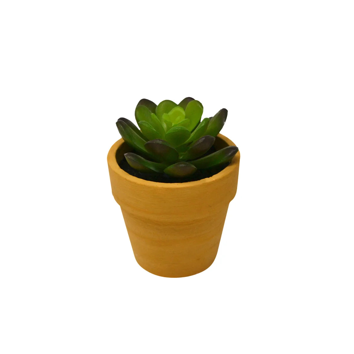 Plante succulente en pot de ciment
