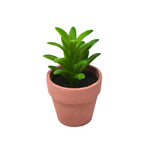 Plante succulente en pot