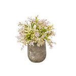 Thym pourpre décoratif en pot