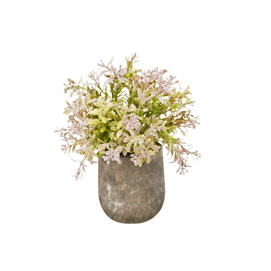 Thym pourpre décoratif en pot