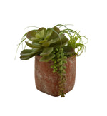 Vase carré avec succulentes